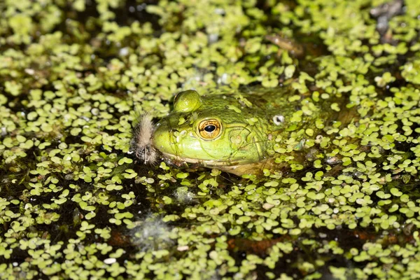 Örümcekli Parlak Yeşil Kurbağa Nilüferlerin Arasında Saklanıyor — Stok fotoğraf