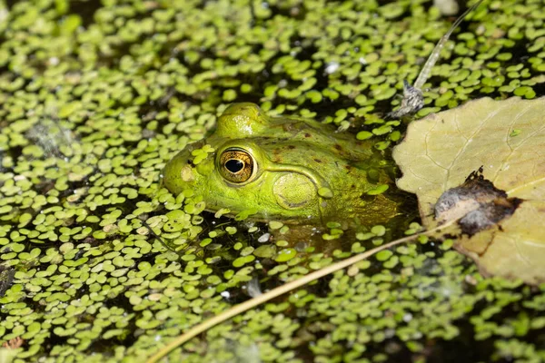 Bright Green Frog Spider Hiding Lily Pads — Stock Photo, Image