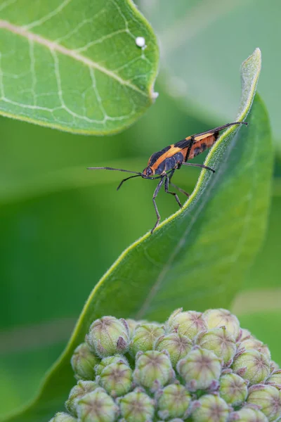 vibrant milkweed bug is looking for food on a sunny day