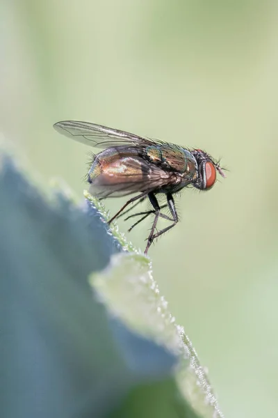 Vanlig Husfluga Ett Grönt Löv Makro — Stockfoto