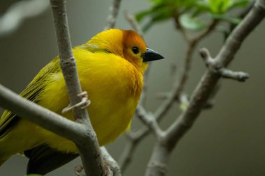 Taveta altın dokumacı bir uzvun üzerine tünemiş. 