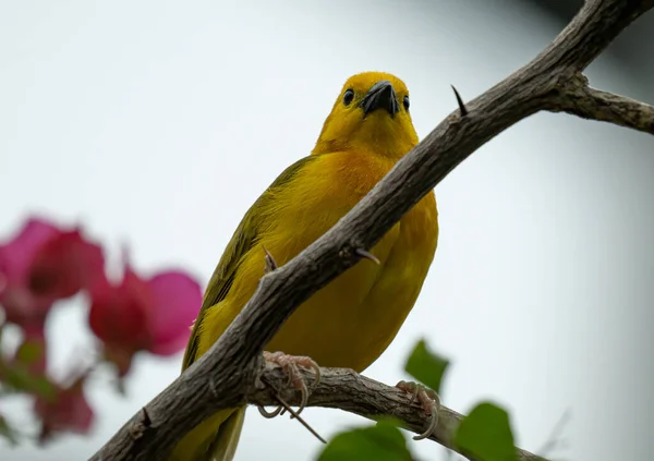 Taveta Tessitore Oro Appollaiato Arto Alto Sopra — Foto Stock