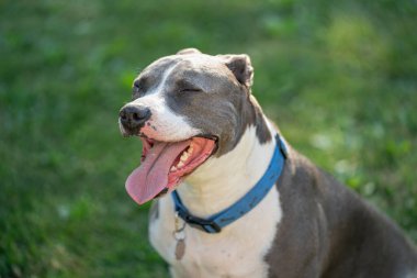 Pitbull sıcak bir günde nefesini tutarken gözlerini kapatır.