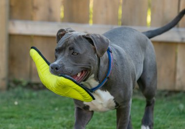 Pitbull yavrusu en sevdiği oyuncağını aldı ve oynamaya hazır.