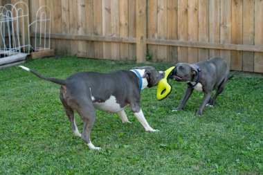 Yaşlı pitbull köpek oyuncağı ve köpek yavrusu çekiyor.