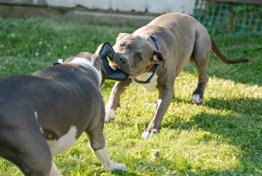 Pitbullar köpek oyuncağıyla çekiştirmece oynuyorlar.