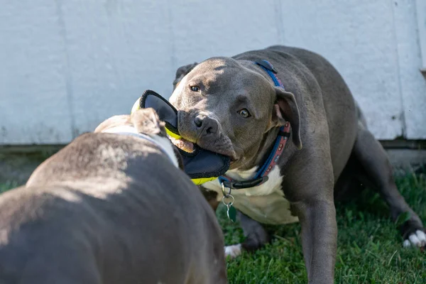 ピッツブル子犬は大きなピッツブルでおもちゃを引っ張っています — ストック写真