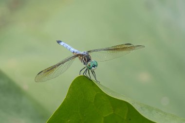 Canlı yusufçuk yakındaki yeşil bir yaprağa kondu.