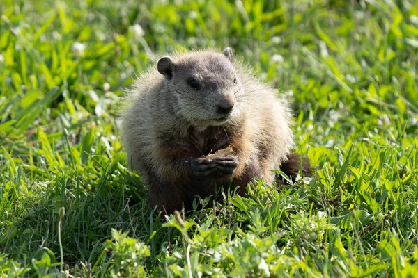 在一个阳光灿烂的日子里 土拨鼠在公园里找到了一个吃的花生 — 图库照片
