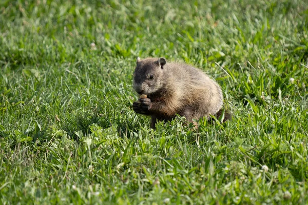 Murmeltier Hat Einem Sonnigen Tag Park Eine Erdnuss Zum Essen — Stockfoto