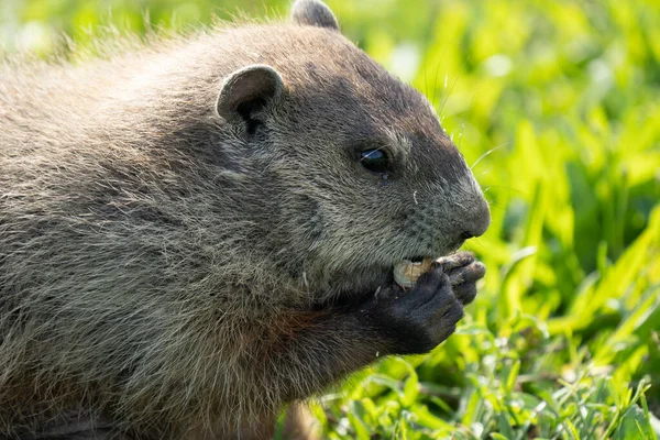 Ondergrond Varken Heeft Een Pinda Gevonden Eten Een Zonnige Dag — Stockfoto