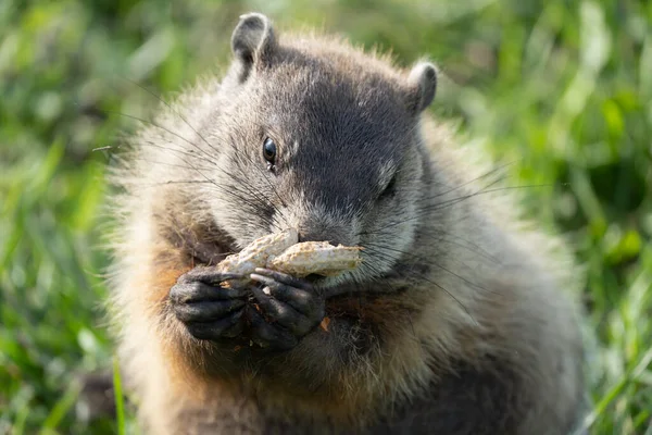 Ondergrond Varken Heeft Een Pinda Gevonden Eten Een Zonnige Dag — Stockfoto