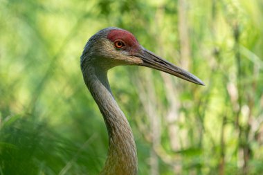 Kum tepesi vinci güneşli bir günde kafasının resmini çeker.