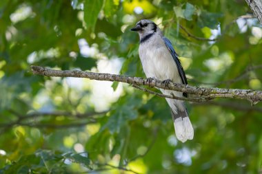 Ağaçtaki ormanda canlı mavi kuş. 