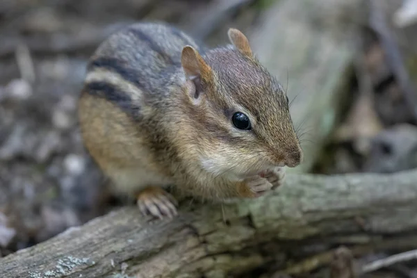 Streifenhörnchen Auf Trockenem Baumstamm — Stockfoto