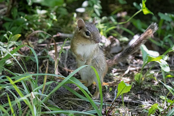 Petit Tamias Mignon Dans Nature Flore Faune — Photo