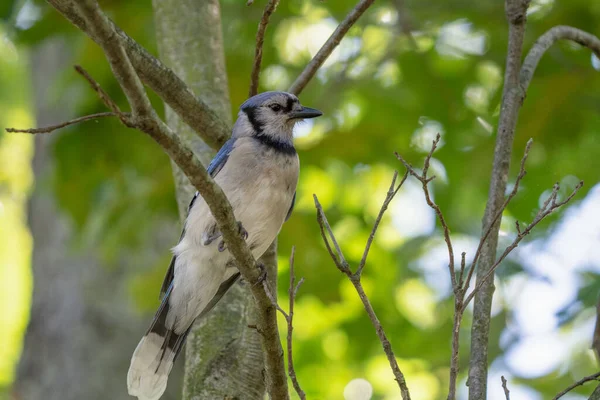 vibrant blue jay bird in forest on tree