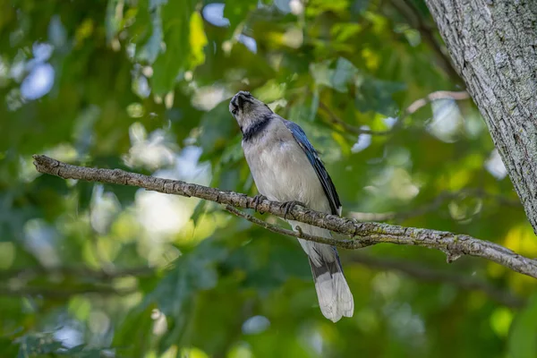 Яскравий Синій Птах Джей Лісі Дереві — стокове фото