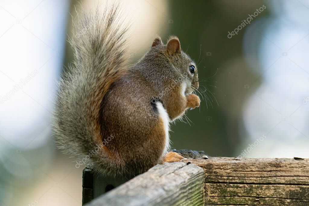 curious red squirrel rodent