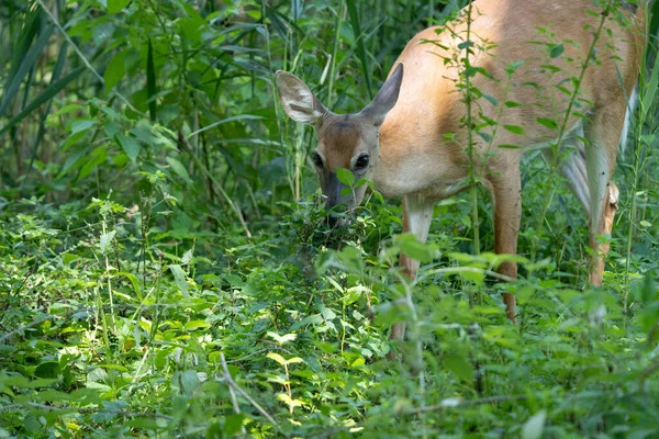 Rotwild Wald Flora Und Fauna — Stockfoto