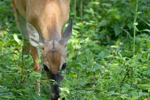 Rotwild Wald Flora Und Fauna — Stockfoto