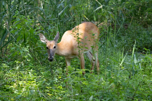 Rotwild Wald Flora Und Fauna — Stockfoto