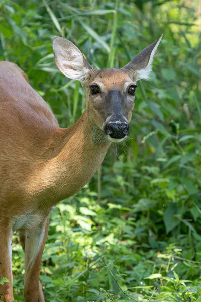 Deer Animal Forest Flora Fauna — Stock Photo, Image