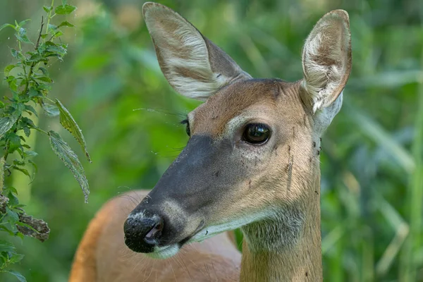 Ciervos Bosque Flora Fauna — Foto de Stock