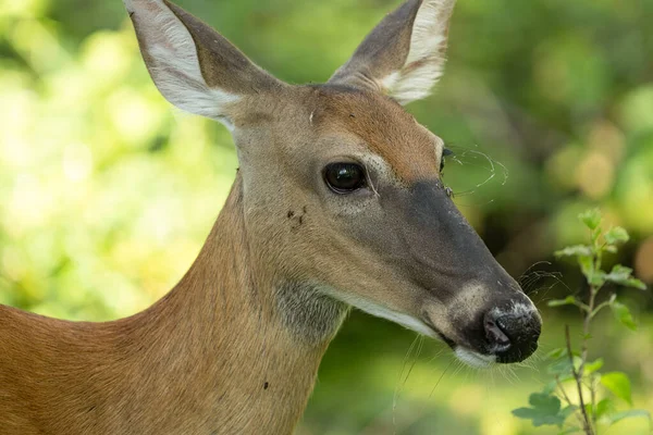 Ciervos Bosque Flora Fauna — Foto de Stock