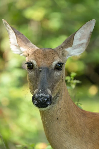 Rotwild Wald Flora Und Fauna — Stockfoto