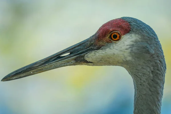 Grues Montagne Dans Leur Environnement Naturel Obtenir Une Image Rapprochée — Photo