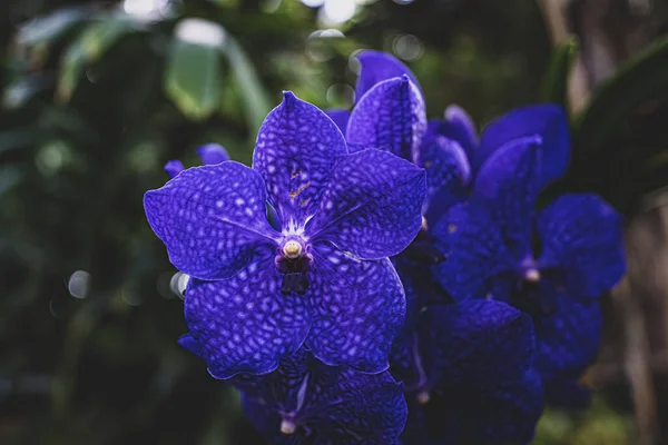 Flor Azul Colorido Recebe Macro Closeup Sol Verão — Fotografia de Stock