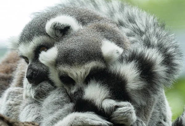 Halka Kuyruklu Lemurlar Yakınlardaki Bir Dalda Birlikte Kestiriyorlar — Stok fotoğraf