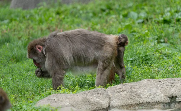 baby monkey with mother nearby is teaching her monkey business