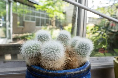 Çöl kaktüsleri eşsiz dikenleri yakından çekerler.