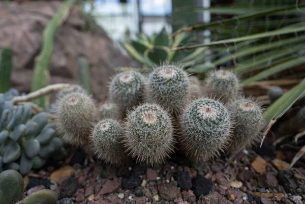 Planta Cactus Del Desierto Obtiene Primer Plano Espinas Únicas —  Fotos de Stock