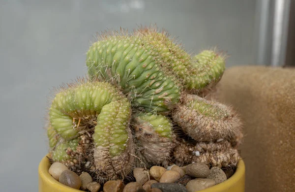 Planta Cactus Del Desierto Obtiene Primer Plano Espinas Únicas —  Fotos de Stock