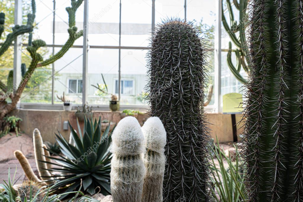 desert cactus plant gets a close up of unique spines