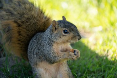 Yetişkin tilki sincap güneşli bir günde parkta yiyecek arıyor.