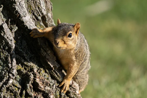 大人のキツネリスは晴れた日に公園で食べ物を探しています — ストック写真