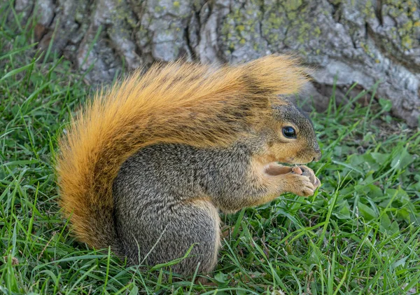 大人のキツネリスは晴れた日に公園で食べ物を探しています — ストック写真