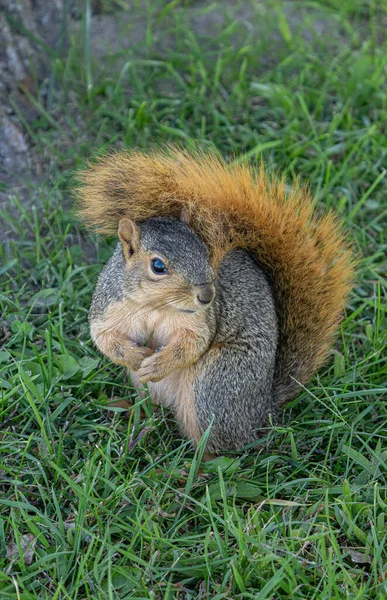 Volwassen Vos Eekhoorn Zoek Naar Voedsel Het Park Een Zonnige — Stockfoto