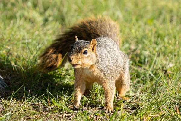 大人のキツネリスは晴れた日に公園で食べ物を探しています — ストック写真