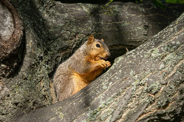 Adult Fox Squirrel Searching Food Park Sunny Day — Stock Photo, Image