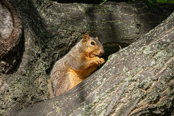 Ausgewachsenes Fuchshörnchen Sucht Einem Sonnigen Tag Park Nach Nahrung — Stockfoto