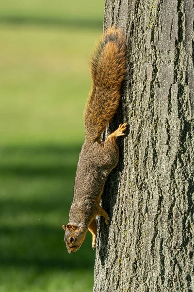 Esquilo Raposa Adulto Está Procura Comida Parque Dia Ensolarado — Fotografia de Stock