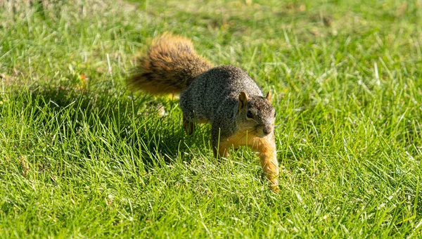 Esquilo Raposa Adulto Está Procura Comida Parque Dia Ensolarado — Fotografia de Stock