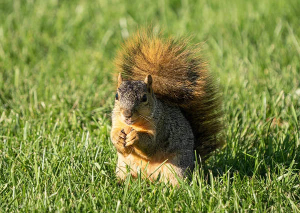 Esquilo Raposa Adulto Está Procura Comida Parque Dia Ensolarado — Fotografia de Stock