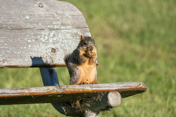 Esquilo Raposa Adulto Está Procura Comida Parque Dia Ensolarado — Fotografia de Stock