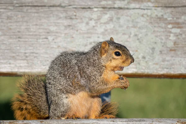 Ausgewachsenes Fuchshörnchen Sucht Einem Sonnigen Tag Park Nach Nahrung — Stockfoto